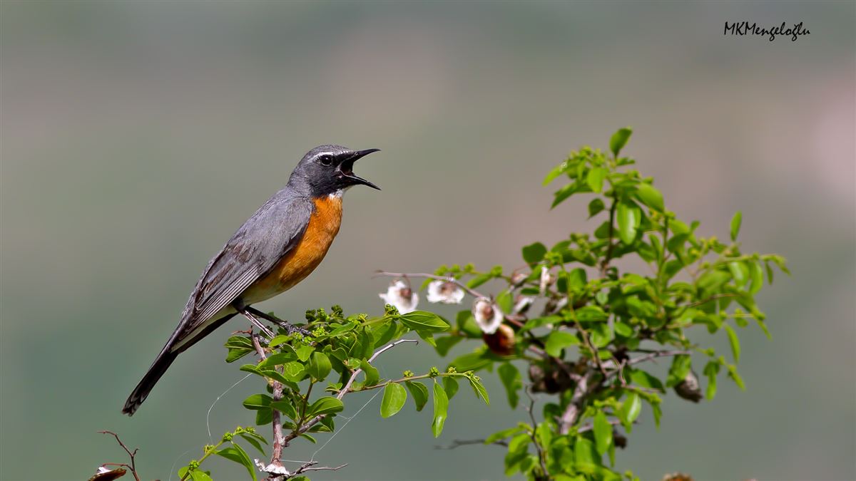 White-throated Robin
