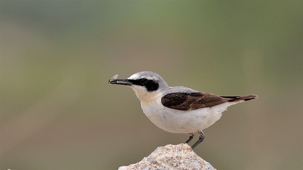 Northern Wheatear