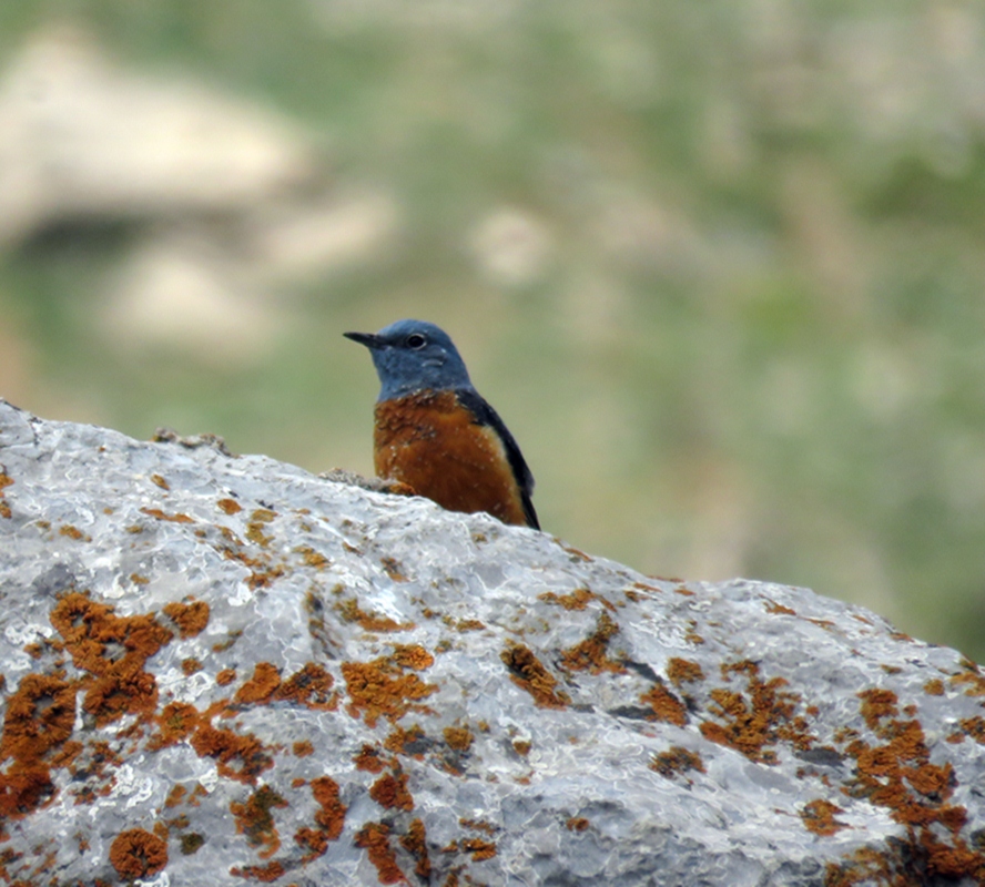 Common Rock Thrush