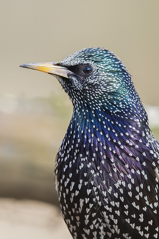 Common Starling