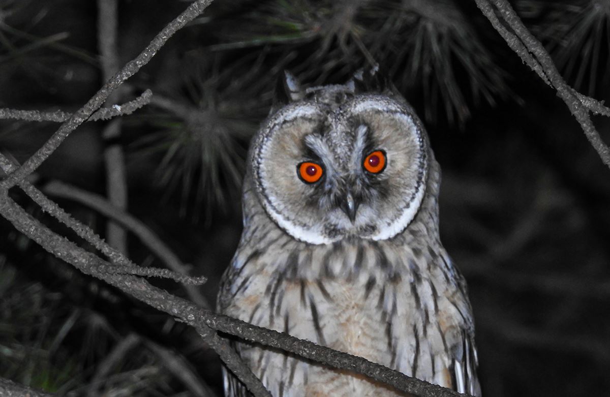 Long-eared Owl