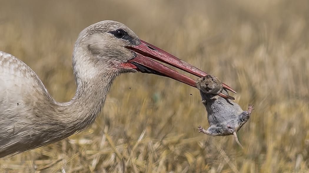 White Stork