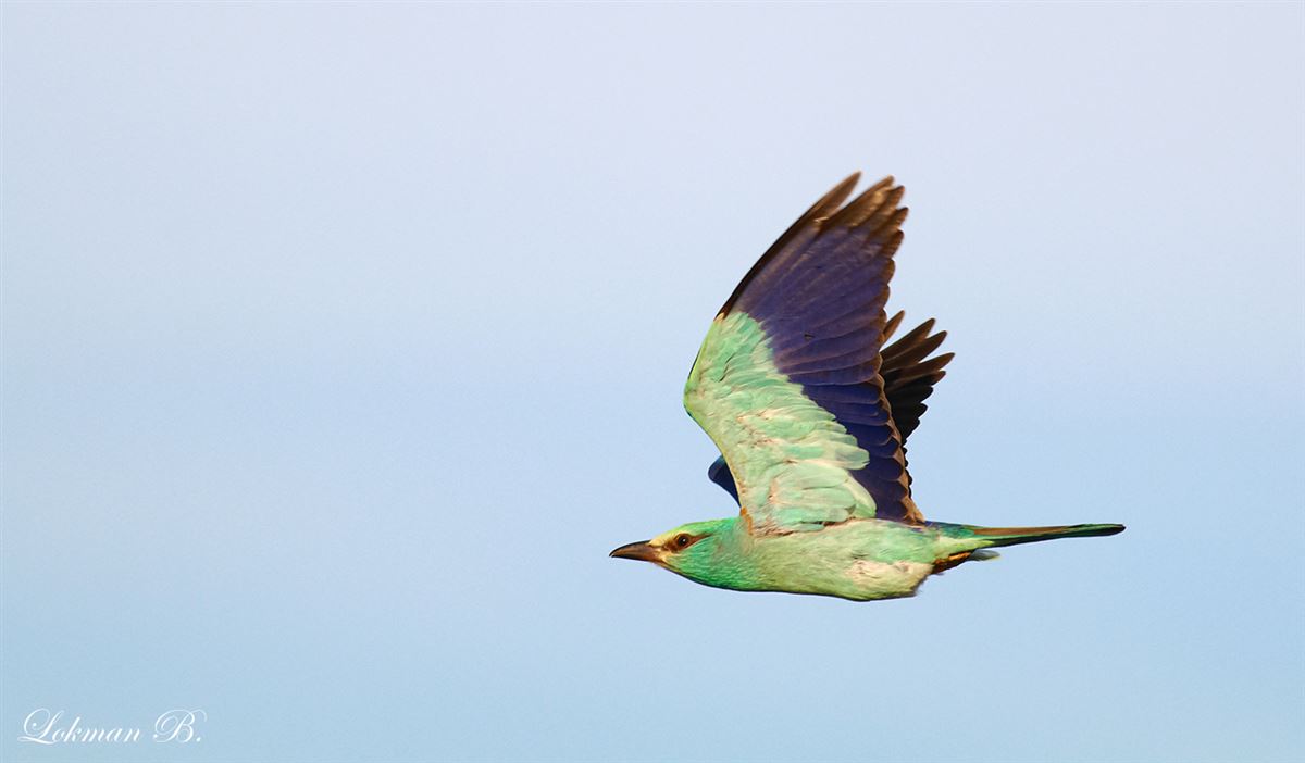 European Roller