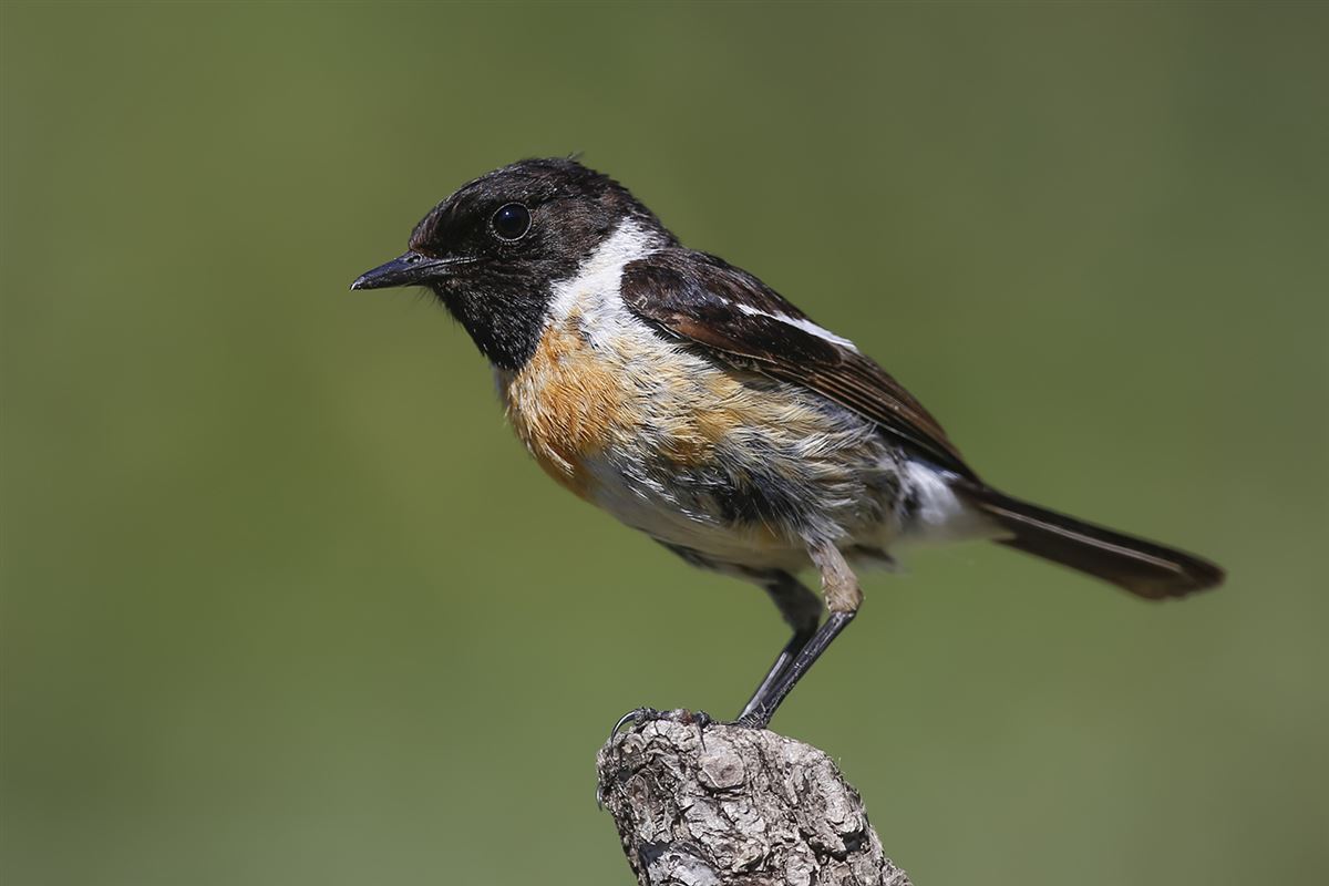 European Stonechat