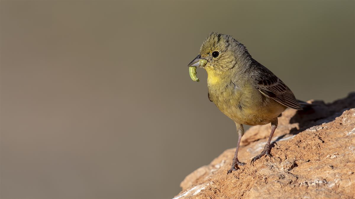 Cinereous Bunting