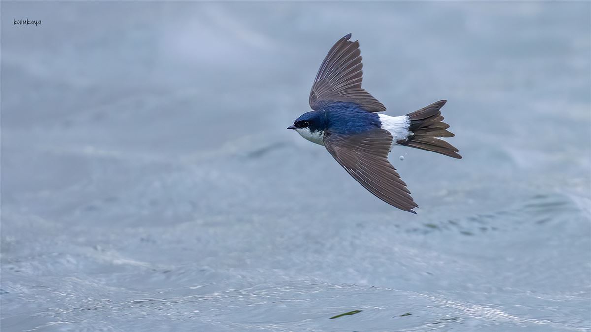 Western House Martin