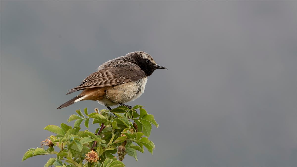 Red-tailed Wheatear