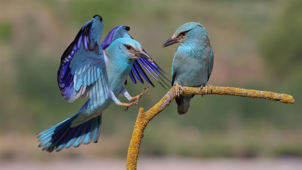 European Roller