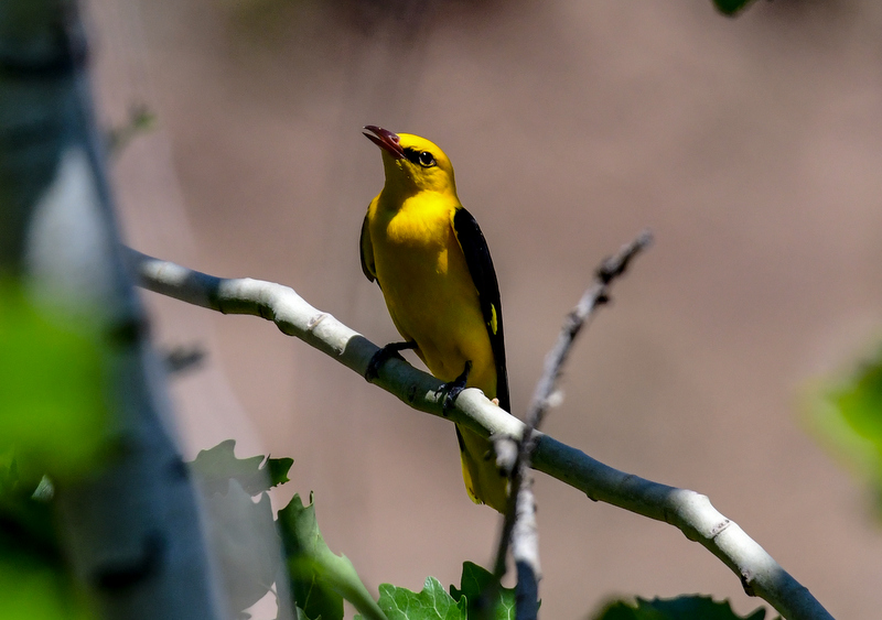Eurasian Golden Oriole