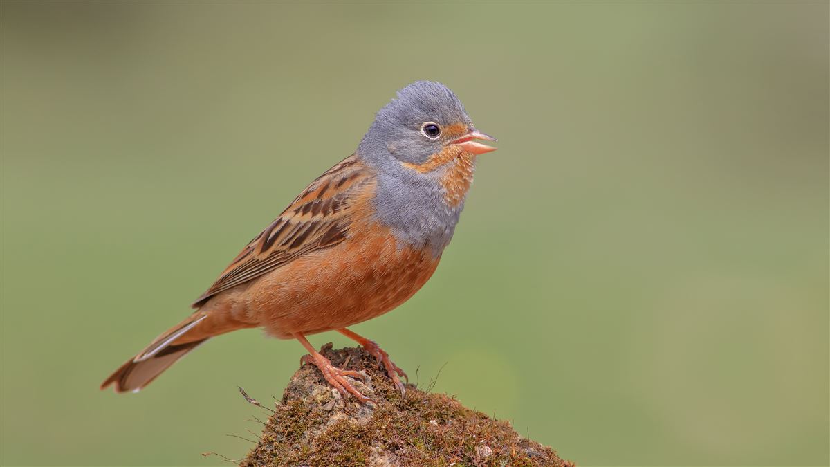 Cretzschmar`s Bunting