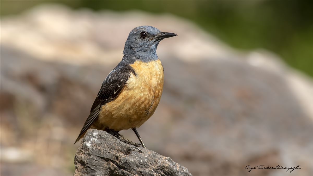 Common Rock Thrush