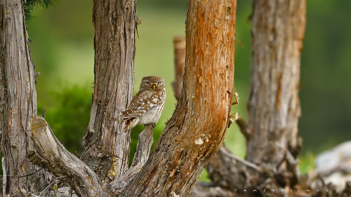Little Owl