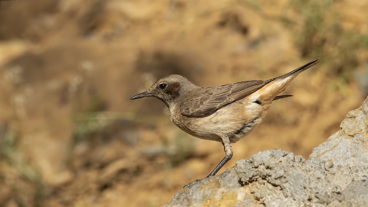 Red-tailed Wheatear