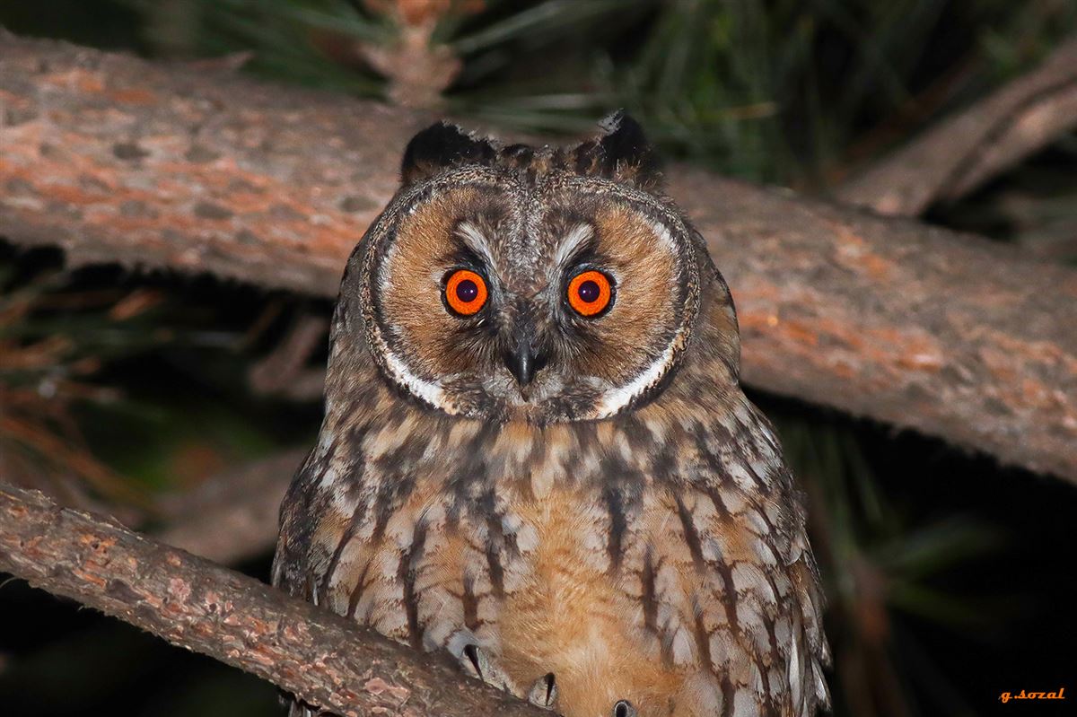 Long-eared Owl