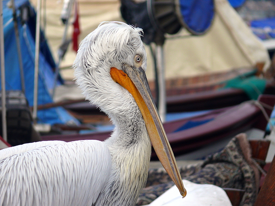 Dalmatian Pelican