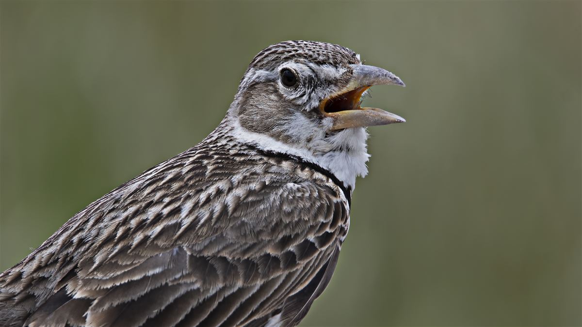 Calandra Lark