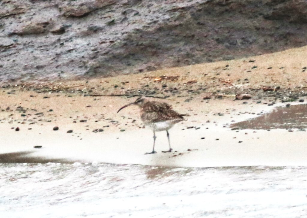 Eurasian Whimbrel