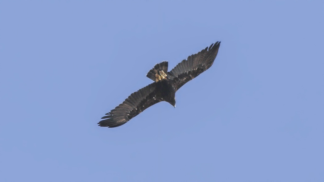 Greater Spotted Eagle