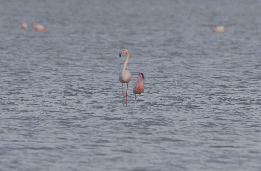 Küçük Flamingo