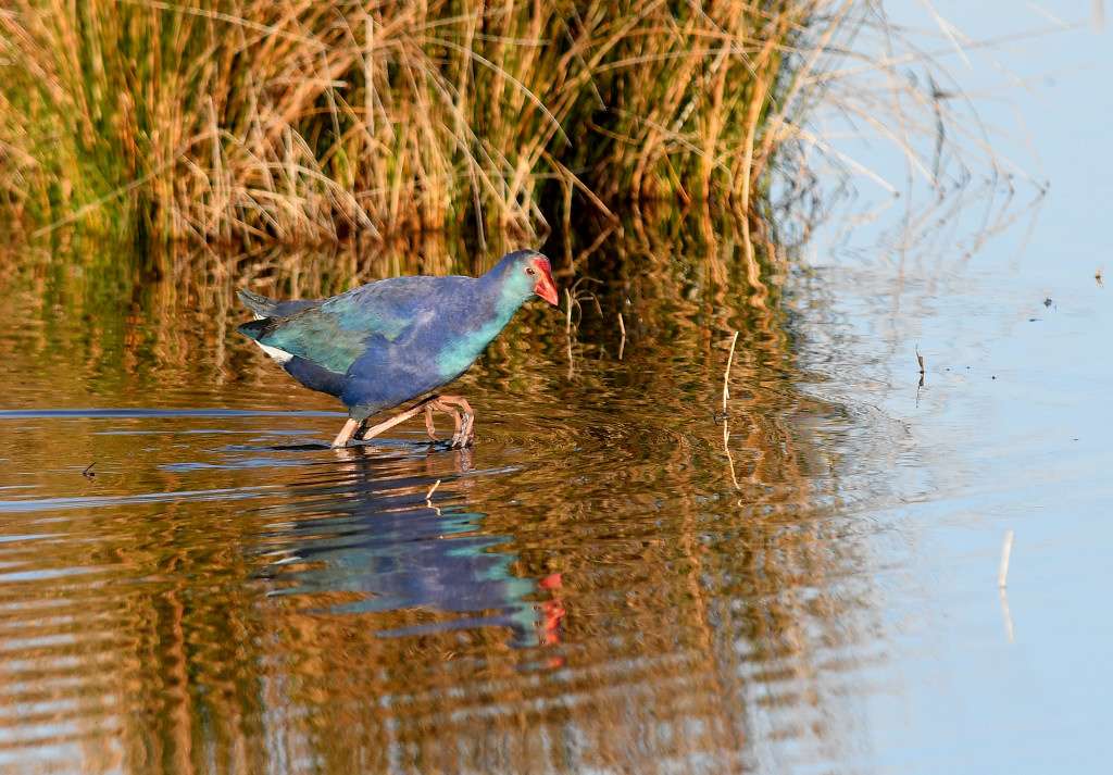 Grey-headed Swamphen