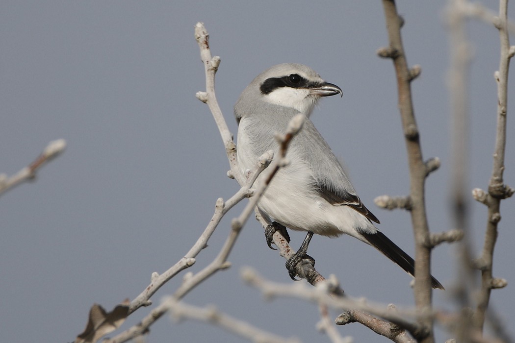 Great Grey Shrike