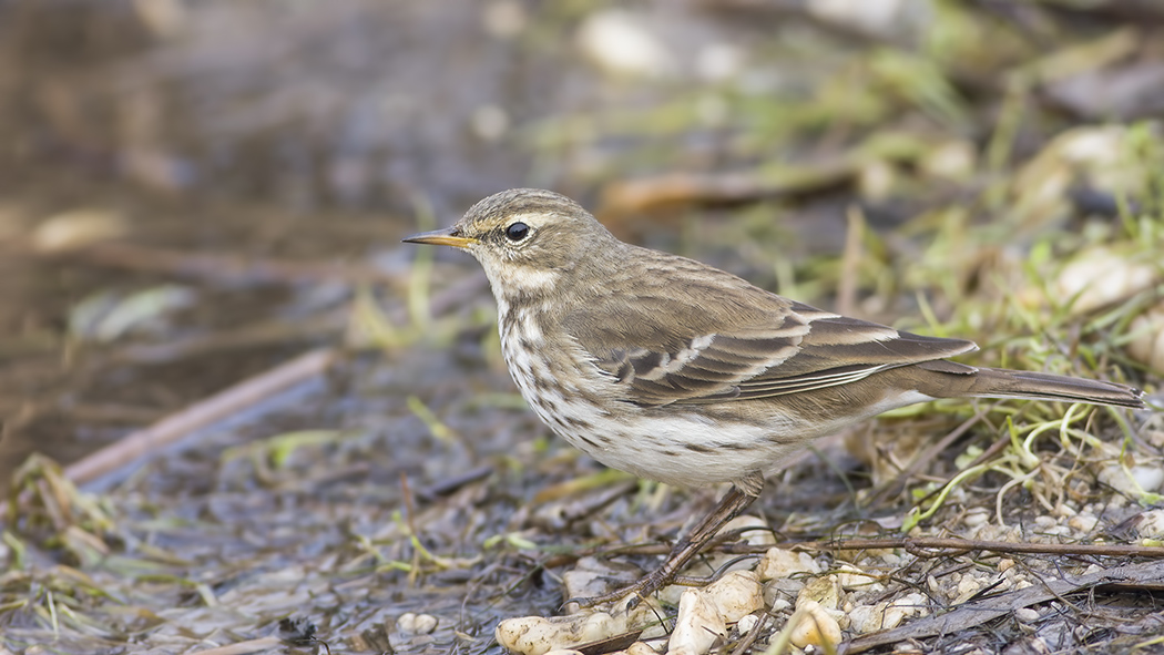 Water Pipit