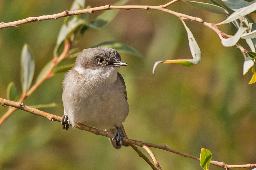 Lesser Whitethroat