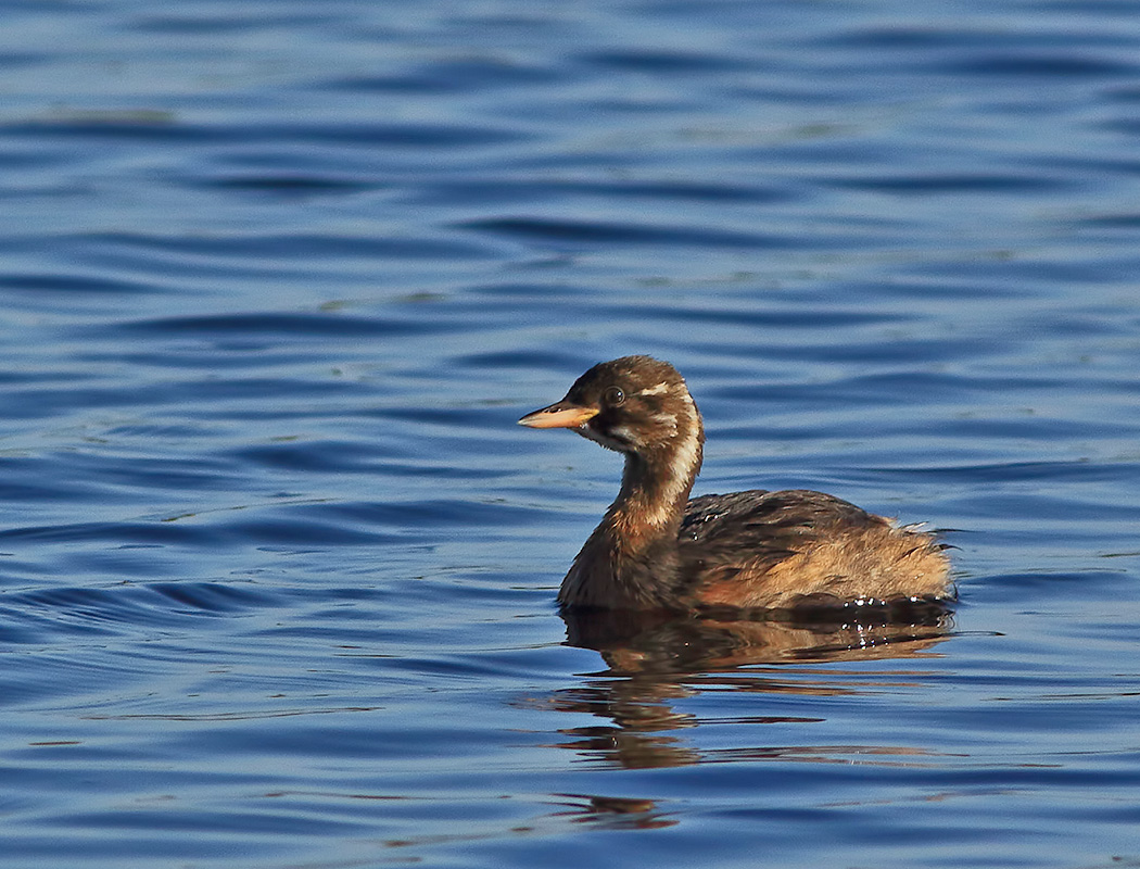 Little Grebe