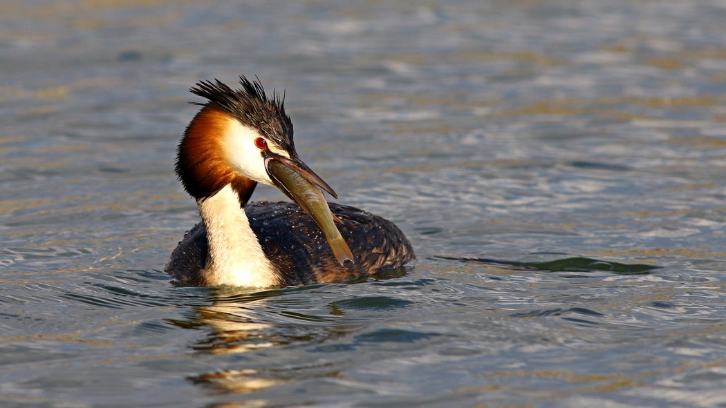 Great Crested Grebe