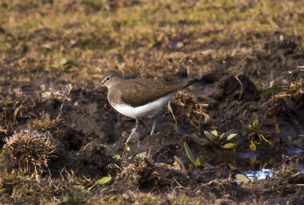 Green Sandpiper