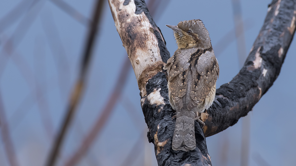 Eurasian Wryneck
