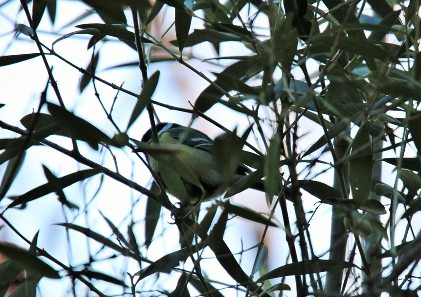 Great Tit