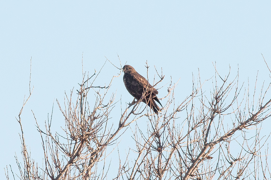 Common Buzzard