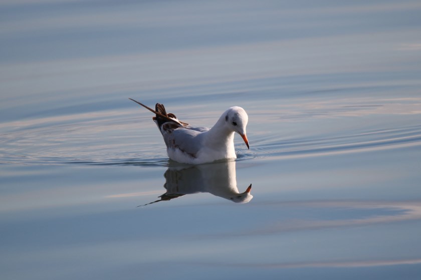 Black-headed Gull