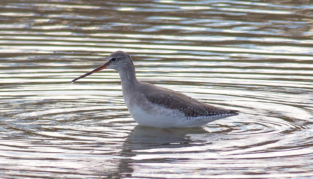 Spotted Redshank