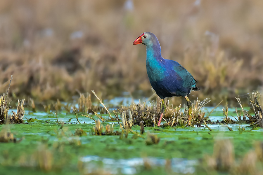 Grey-headed Swamphen