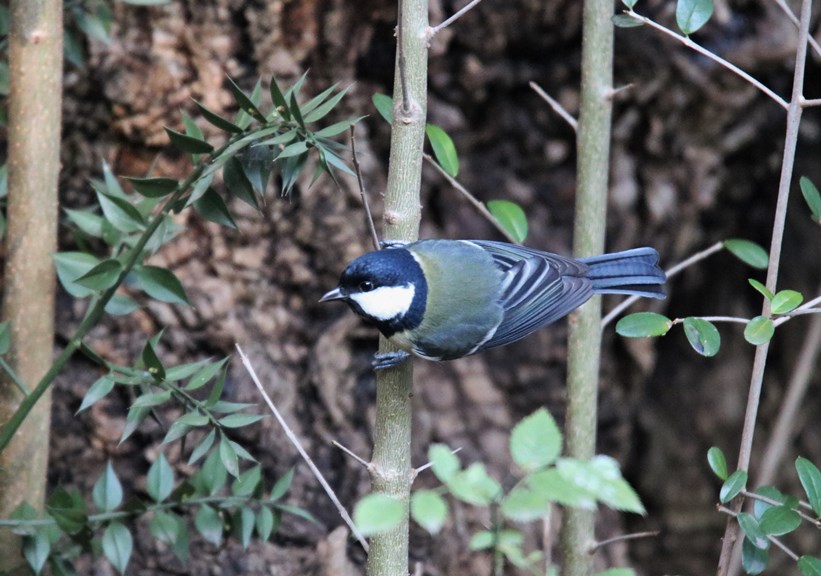 Great Tit