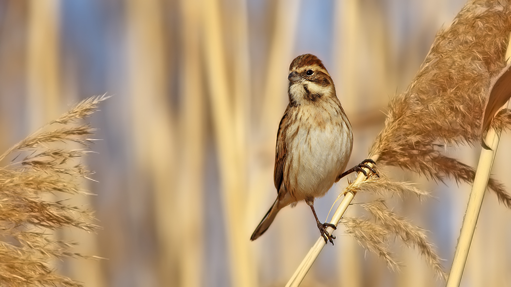 Common Reed Bunting