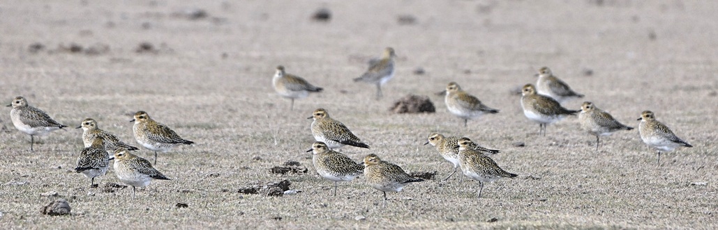 European Golden Plover