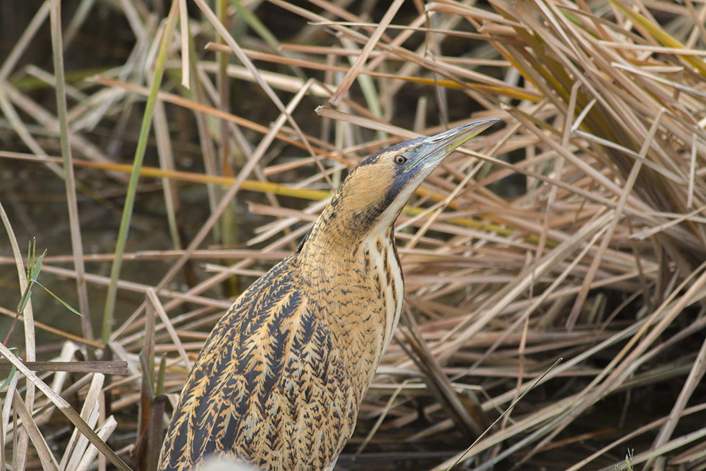 Eurasian Bittern