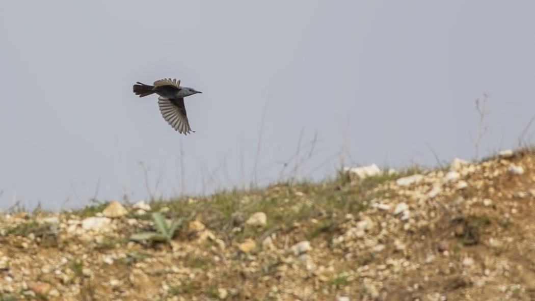 Blue Rock Thrush