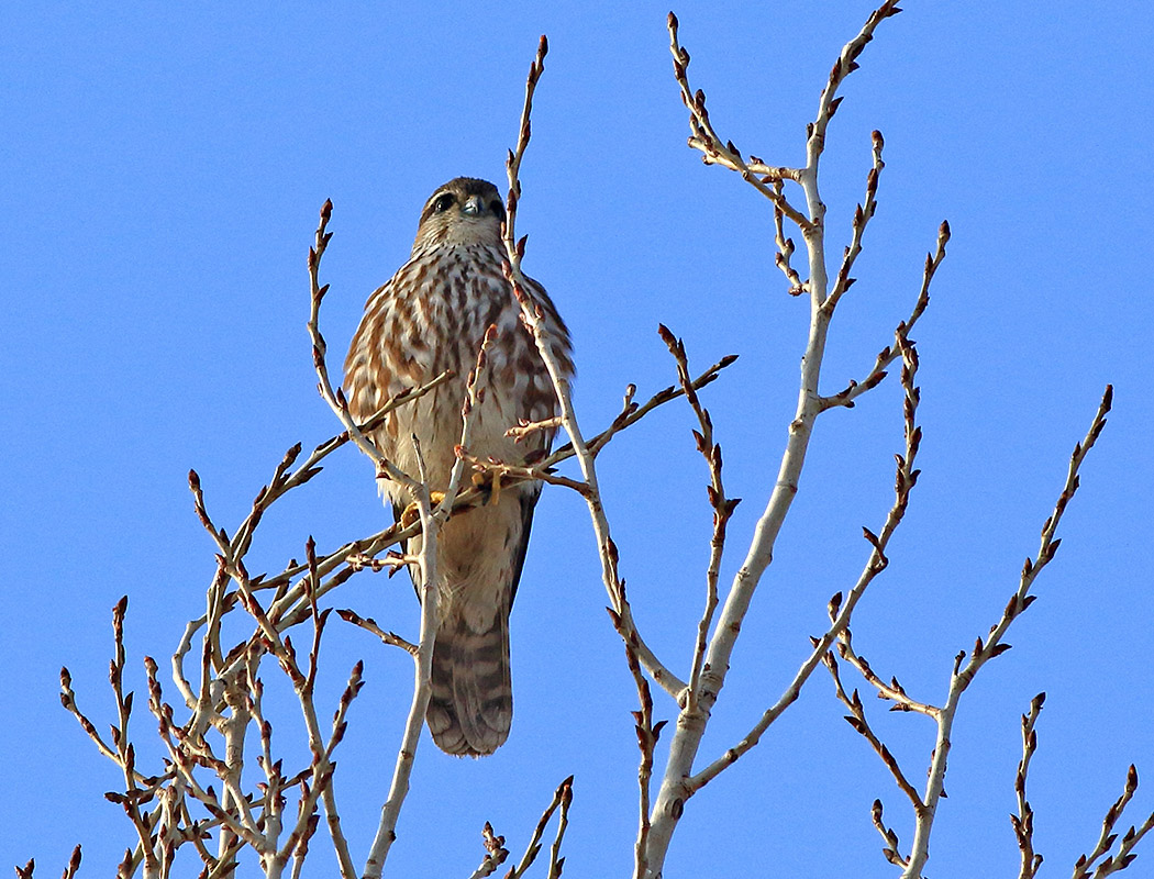 Merlin