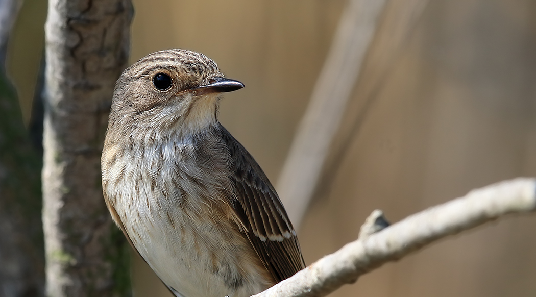Spotted Flycatcher