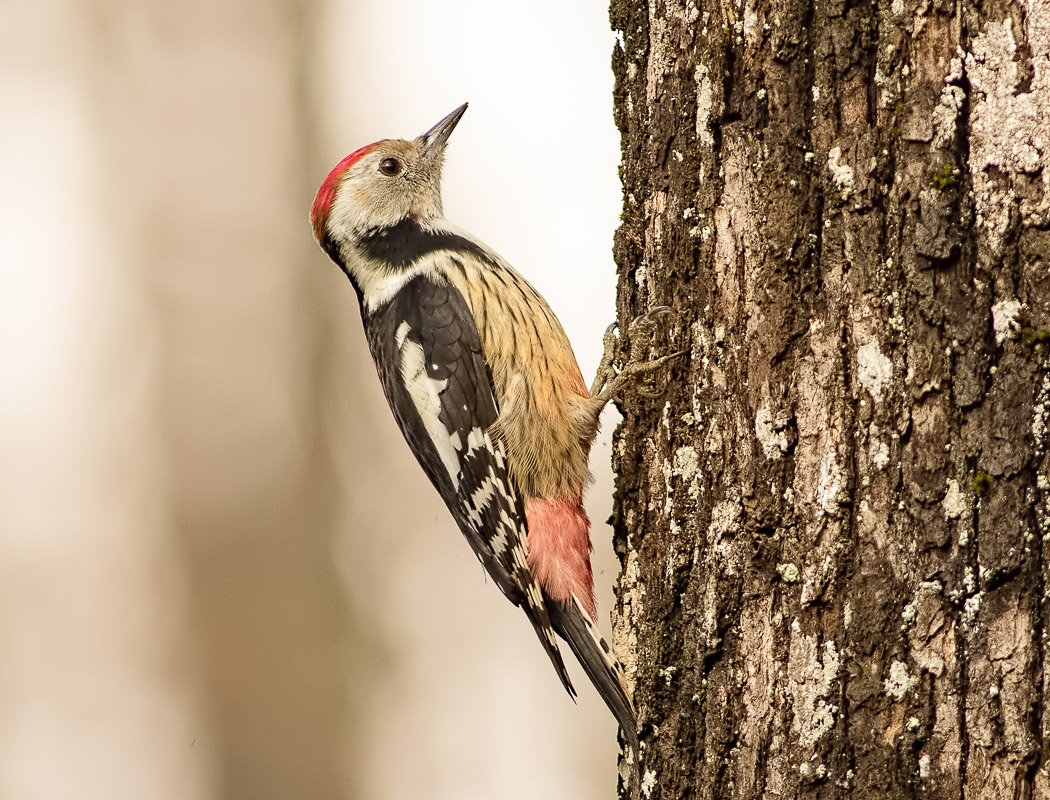 Middle Spotted Woodpecker