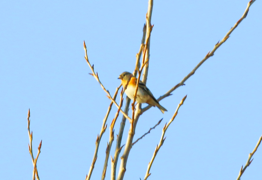 Brambling