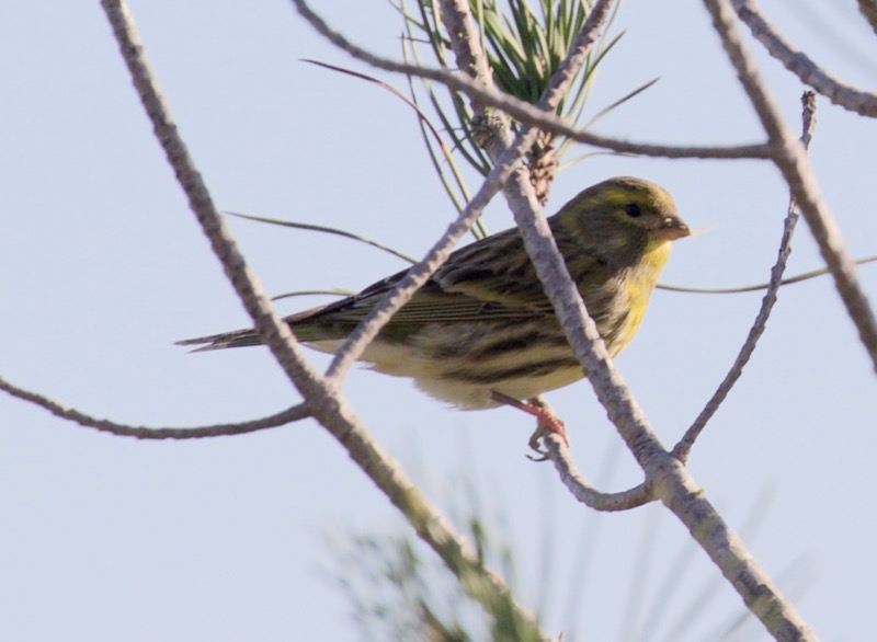 European Serin