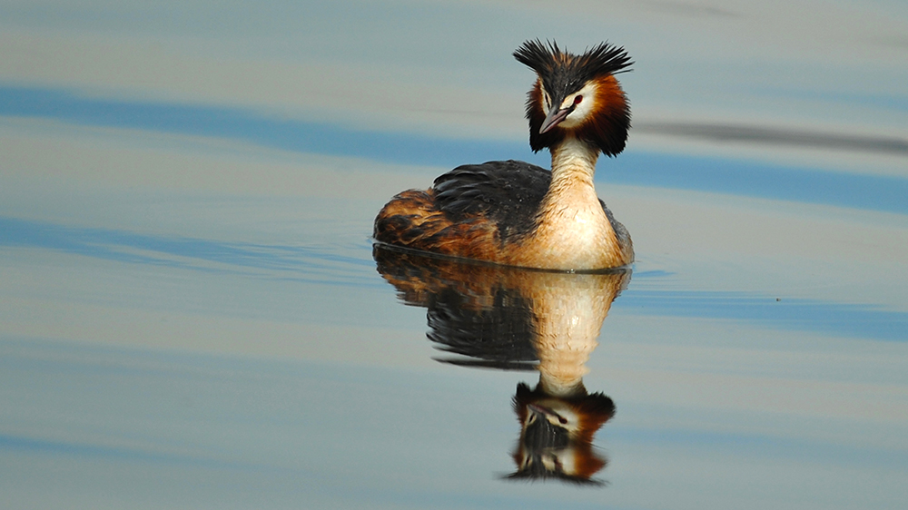 Great Crested Grebe