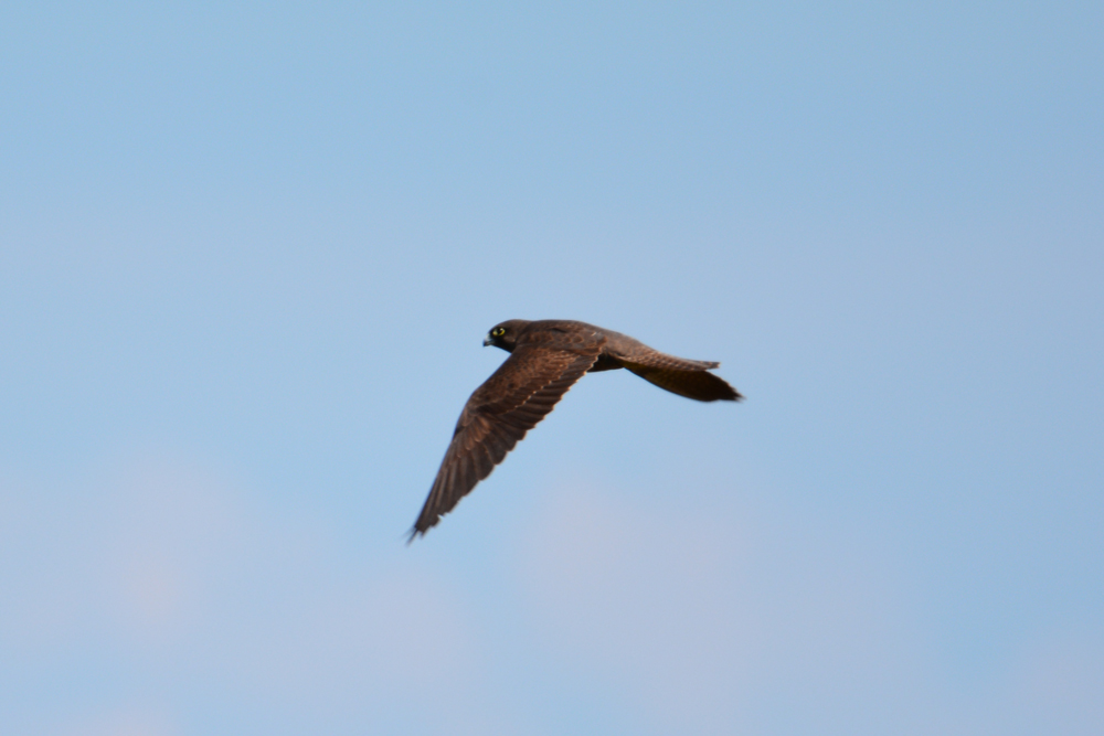 Eleonora`s Falcon