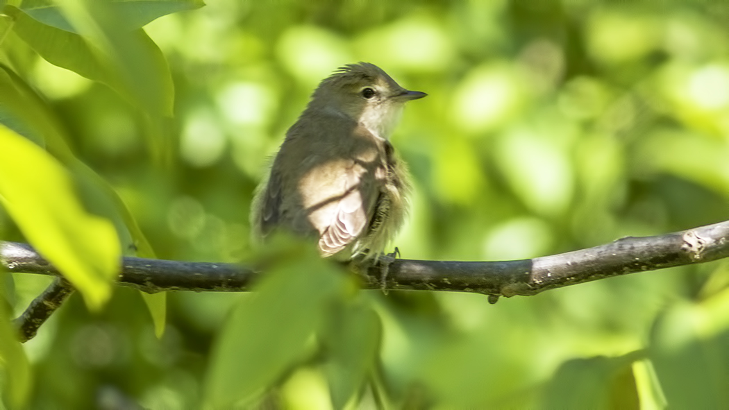 Garden Warbler