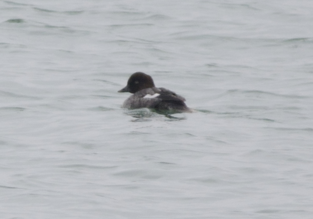 Common Goldeneye